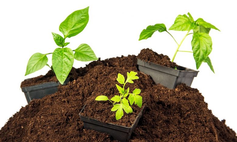 فواید و مزایای پیت ماس